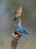 Ma & Pa Eastern Bluebirds