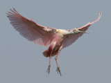 Roseate Spoonbill