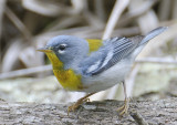 Northern Parula