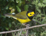 Hooded Warbler with ant