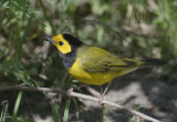 Hooded Warbler with insect
