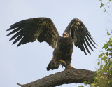  Bald Eagle 