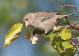 Indigo Bunting