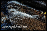 Early morning frost, Aspen