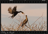 Cormorants at sunset