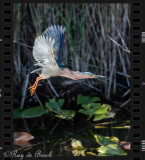 a green heron crossing