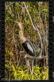 Anhinga