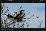 Cormorant