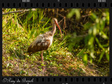 Brown ibis