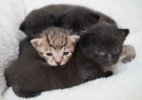 kittens kittens kittens kittens