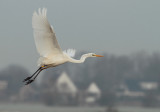 Great Egret - Ardea alba (Grote Zilverreiger)