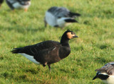 Barnacle Goose x Red-breasted Goose