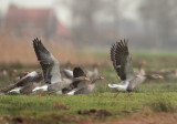 Greylag Goose - Anser anser (Grauwe Gans)