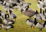 Barnacle Goose x Greater Canada Goose