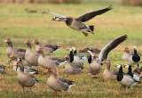 Branta x Anser