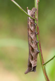 7.  Sphingidae-spec