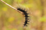 6.  Apona-spec