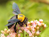 Xylocopa-spec
