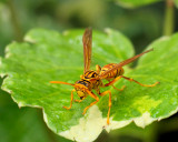 Parapolybia varia (Fabricius, 1787)