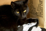 The Cat in the Box