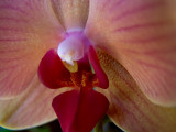 Third Orchid