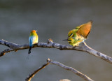 beeeaters 5