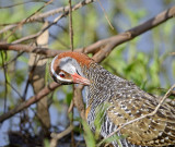 banded rail