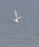 red tailed tropic bird diving