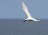 red tail tropic bird