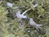 mother starts feeding