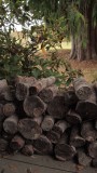 stacked fire wood