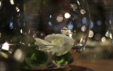 Blomsterarrangemang i vatten