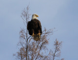 visiting bald eagle