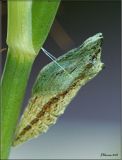 Black Swallowtail Chrysalis