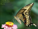 New Giant Swallowtail Record