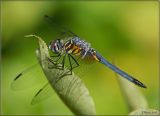 Blue Dasher  ~ Immature Male