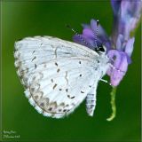 Spring Azure Ventral