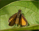 Common Least Skipper - Ancyloxypha numitor - Male