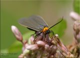 Cisseps fulvicollis - Yellow-collared Scape Moth - Hodges# 8267