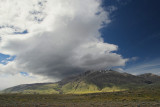 Patagonian Steppe (2424)