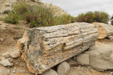 Petrified Log (2388)