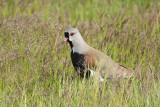 Southern Lapwing (2758)