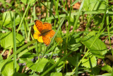 Orange Butterfly (probably Yramea cytheris) (3264)
