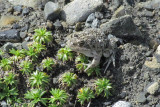 Gray Four-Eyed Frog (2595L)