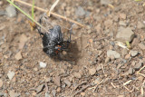 Spider Catches Beetle (4351)