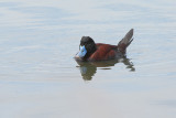 Ruddy Duck (3155)