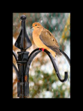 Dove at feeder.jpg