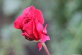 Budding red rose