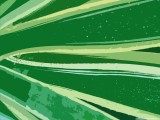 Natural abstract