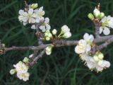 26 august Plum blossoms